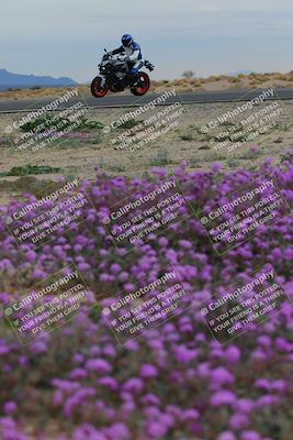 media/Jan-14-2023-SoCal Trackdays (Sat) [[497694156f]]/Turn 14 Exit Bloomig (145pm)/